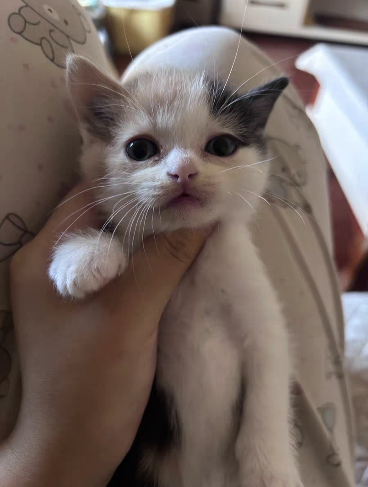 英短三花妹妹 超级可爱大包子脸疫苗两针,驱虫两次 性格活泼粘人,十分可爱